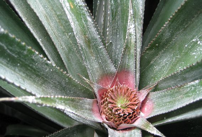 broto surgindo na planta de abacaxi 