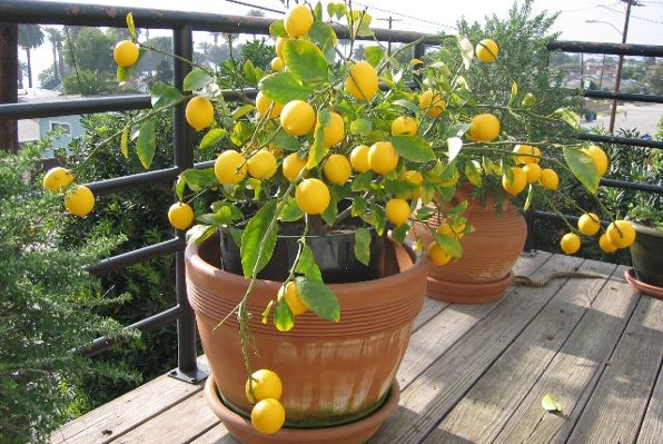 pé de limão carregado de fruta plantado no vaso 