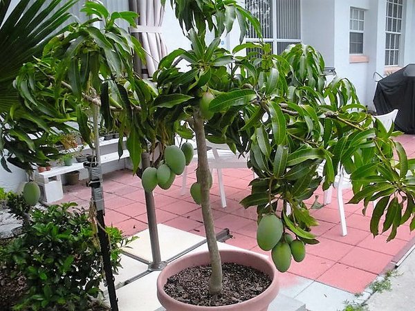 pé de manga plantada em vaso 