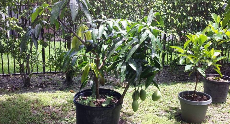 como plantar mangueira em vaso 