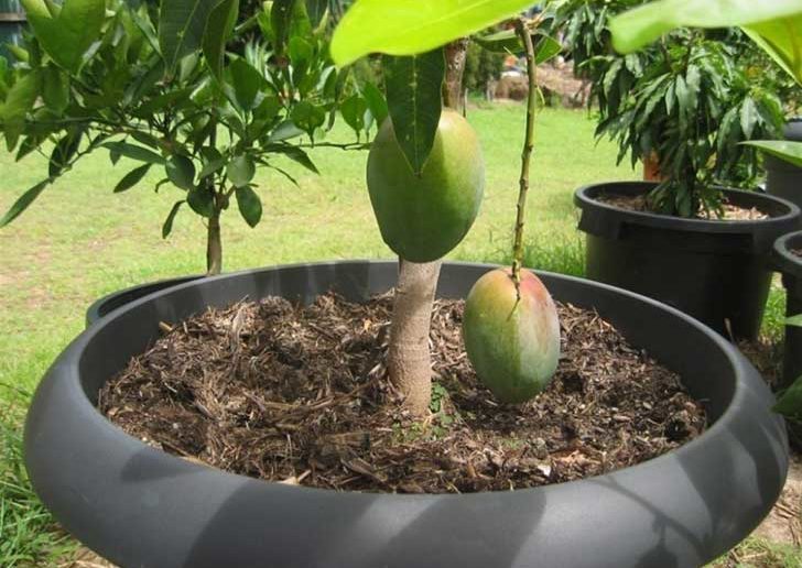 mangas plantas em vaso 