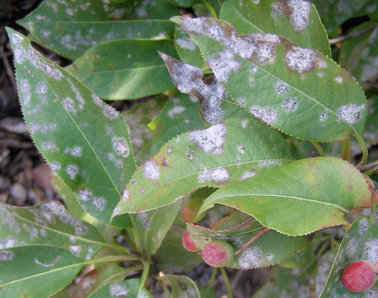 Plant disease. Мучнистая роса ржавчина. Мучнистая роса на бересклете. Мучнистая роса Свидина. Мучнистая роса на яблоне.