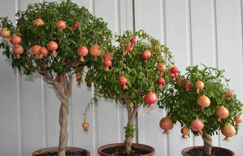 3 arvores de romã plantada em vaso