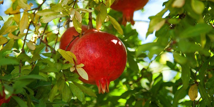 Como Fertilizar as árvores frutíferas