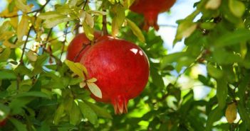 Como Fertilizar as árvores frutíferas