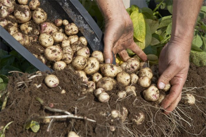 Como Plantar batatas em Saco de Plásticos