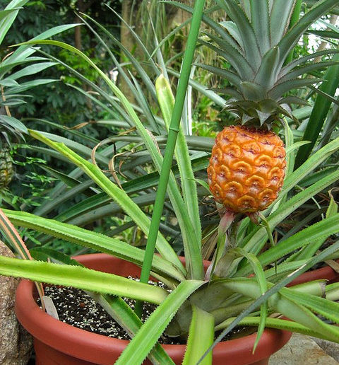 abacaxi plantado em vaso