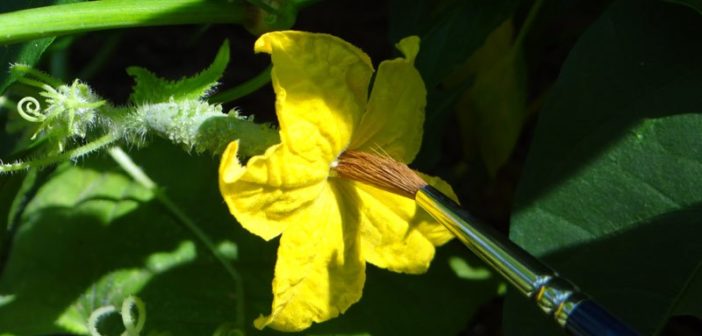 polinizando manualmente uma flor de melancia