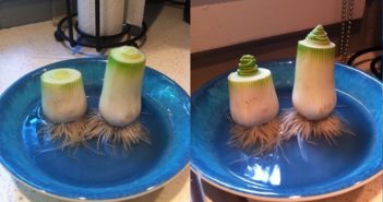 Como Rebrotar Alho Poró a partir do resto da planta