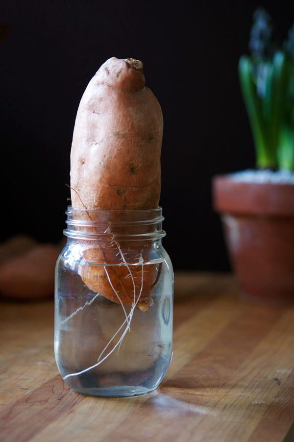 batata doce inteira dentro de vidro com água 