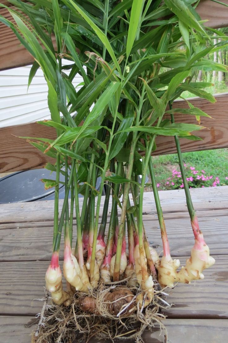 varias plantas de gengibre