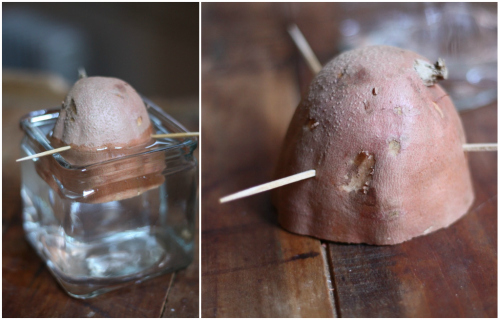 pedaço batata doce na água 