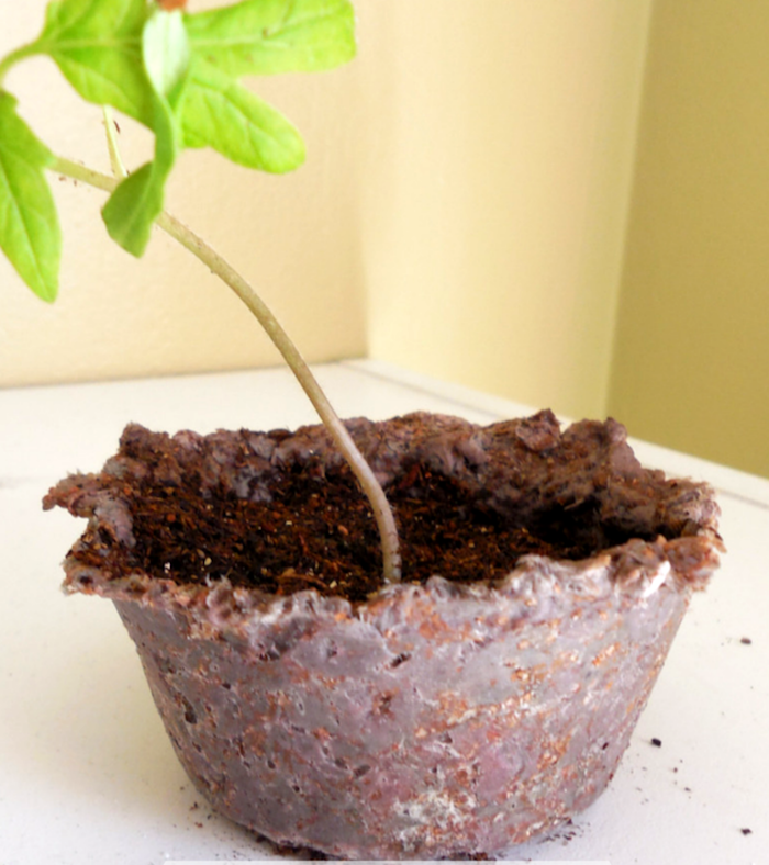 mudinha plantada num potinho biodegradável de massa de papel 