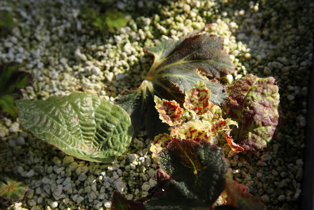 novas plantinhas de begônia nascendo 