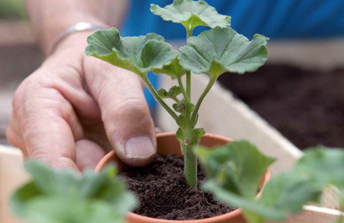 vaso com plantas de gerânio