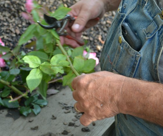 estaca de rosa com folhas e galhos