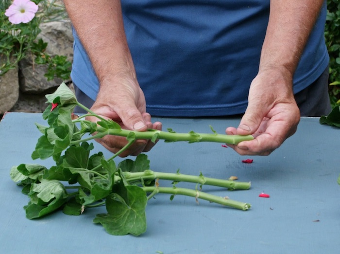 estacas de gerânios