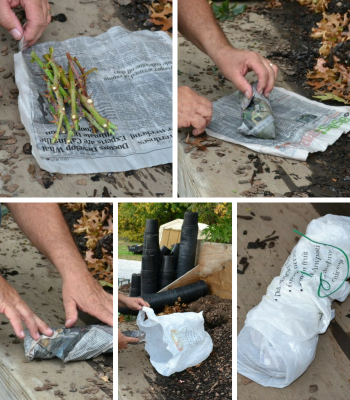 embrulhando estacas de rosas em jornal e plastico