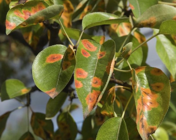 Ferrugem das Plantas: O Que é e Como Combater - Assim que Faz