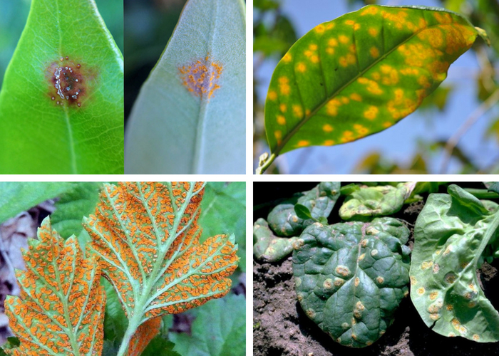 diferentes tipos de ferrugens nas plantas