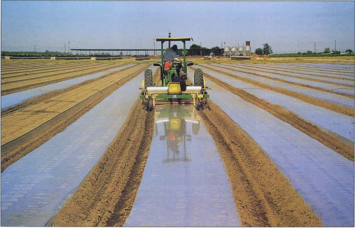 Solarização: desinfetando a terra