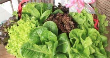 9 vegetais ( folhas) mais saudáveis do mundo pela pontuação nutricional