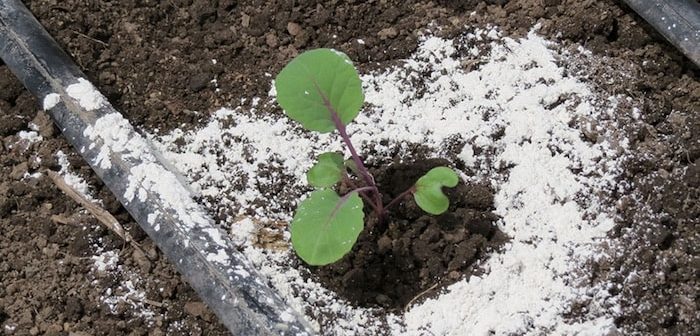 areia ao redor das plantas