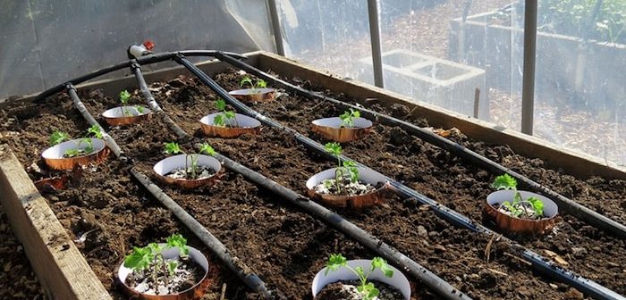 plantas com fita de cobre ao redor 