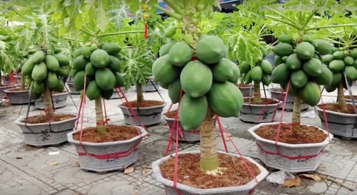 Como plantar Mamão Anão em vaso