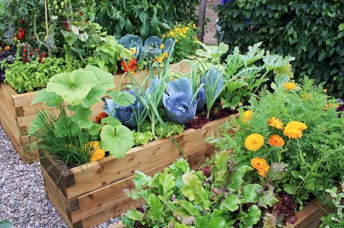 A Quantidade de Adubo Que Suas Plantas Precisam