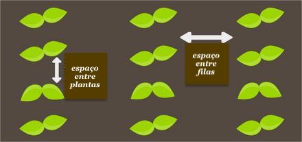 espaço entre plantas e espaço entre filas