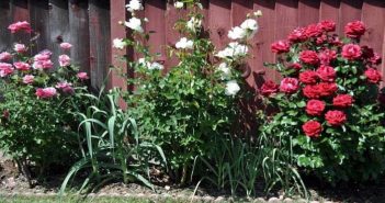 Rosas adoram ser plantadas perto dos alhos