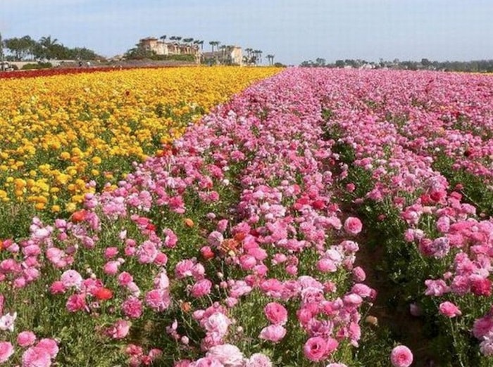 associação de rosas e alho 