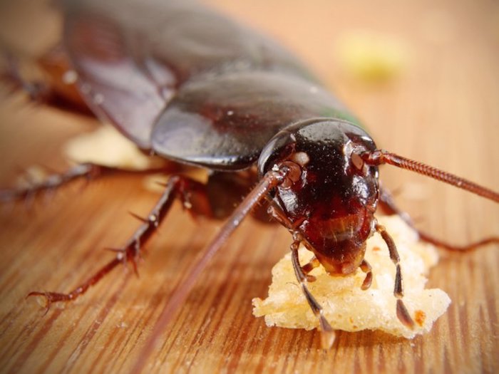 barata comendo algo