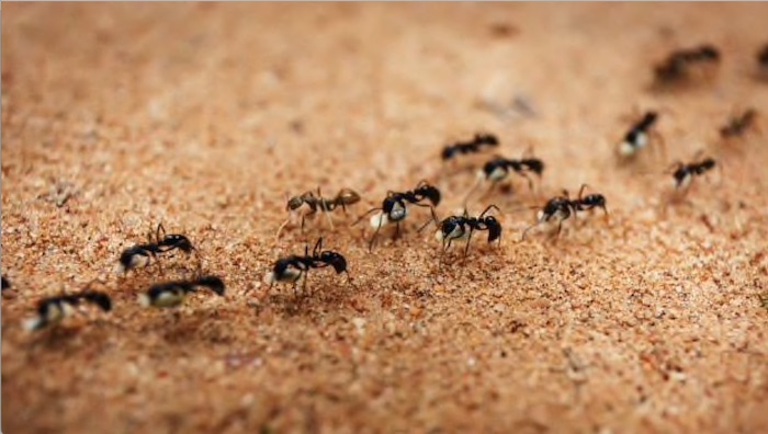 Como se livrar das formigas: 8 remédios caseiros que funcionam