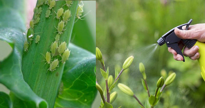 pulgas na planta