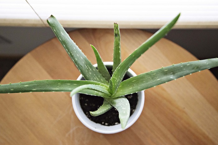 aloe vera 