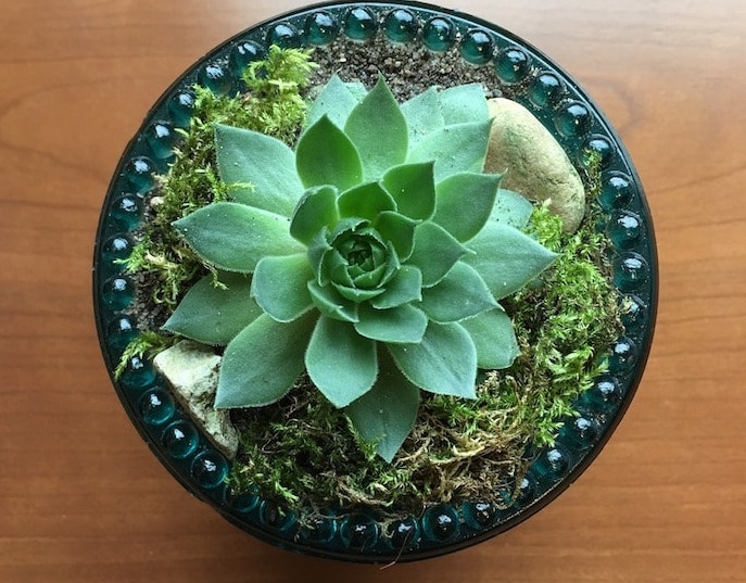 planta echeveria