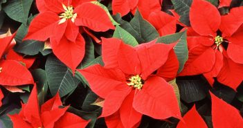 Como fazer suas poinsétias florescerem novamente no próximo natal flor de natal