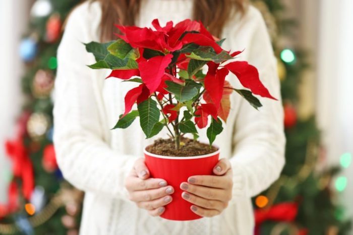 Como fazer suas poinsétias florescerem novamente no próximo natal - Assim  que Faz