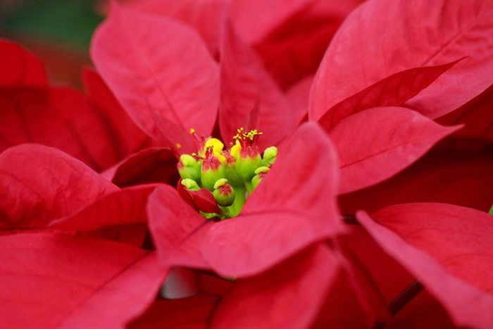 flor de natal