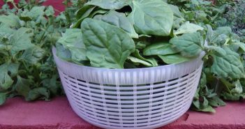 Como plantar espinafre em vasos e dentro de casa cesta cheia de folhas de espinafres