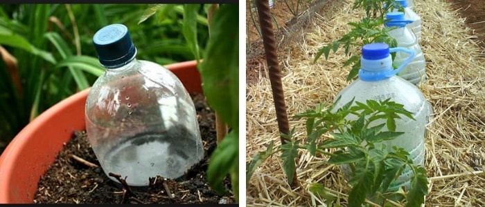 garrafa pet fincada na terra ao lado da planta