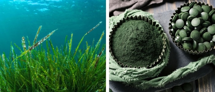 alga spirulina crua em pó e pastilhas