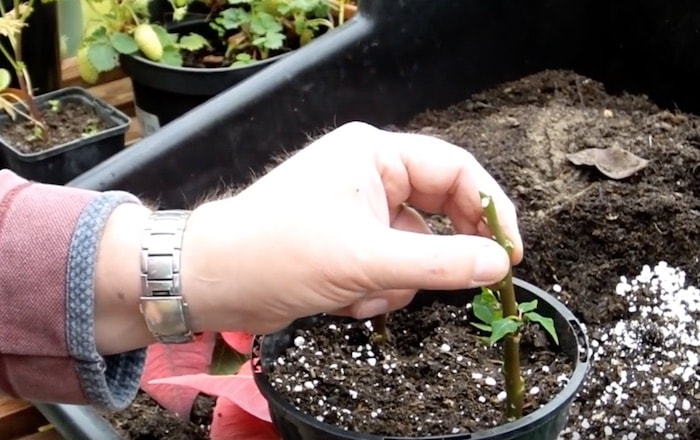 Como propagar estacas de poinsétia a flor de natal - Assim que Faz