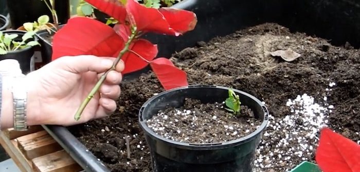 Como propagar estacas de poinsétia a flor de natal - Assim que Faz Como propagar estacas de poinsétia a flor de natal - Assim que Faz