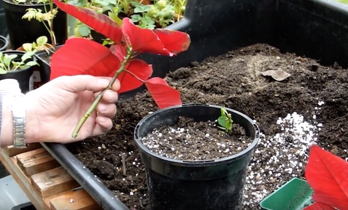 Como propagar estacas de poinsétia a flor de natal - Assim que Faz