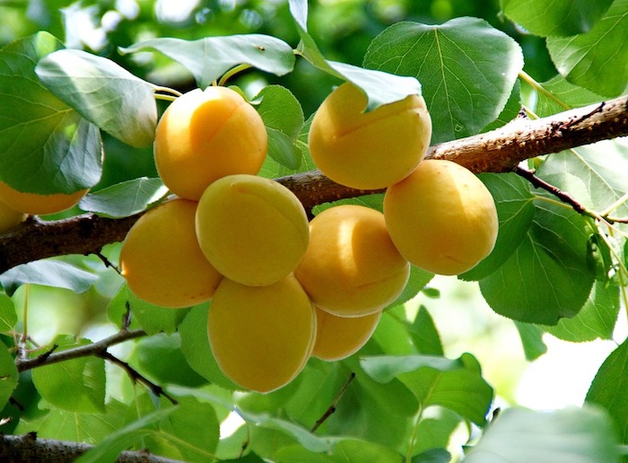 Quando e Como Fazer Uma Adubação Perfeita nas Árvores Frutíferas