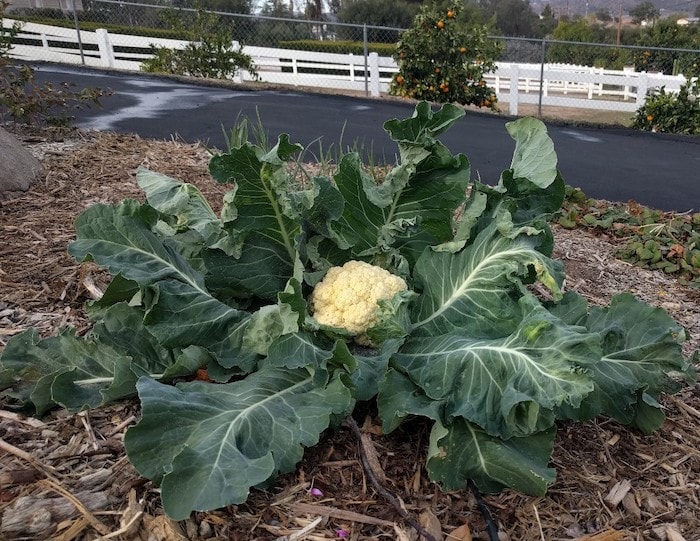 planta de couve flor na horta 