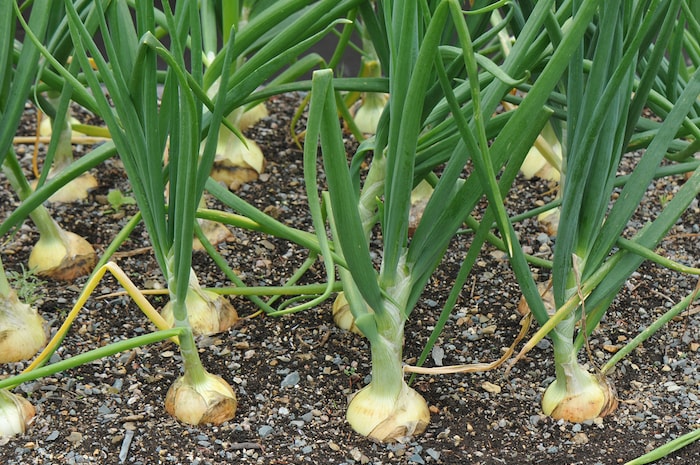 plantação de cebola